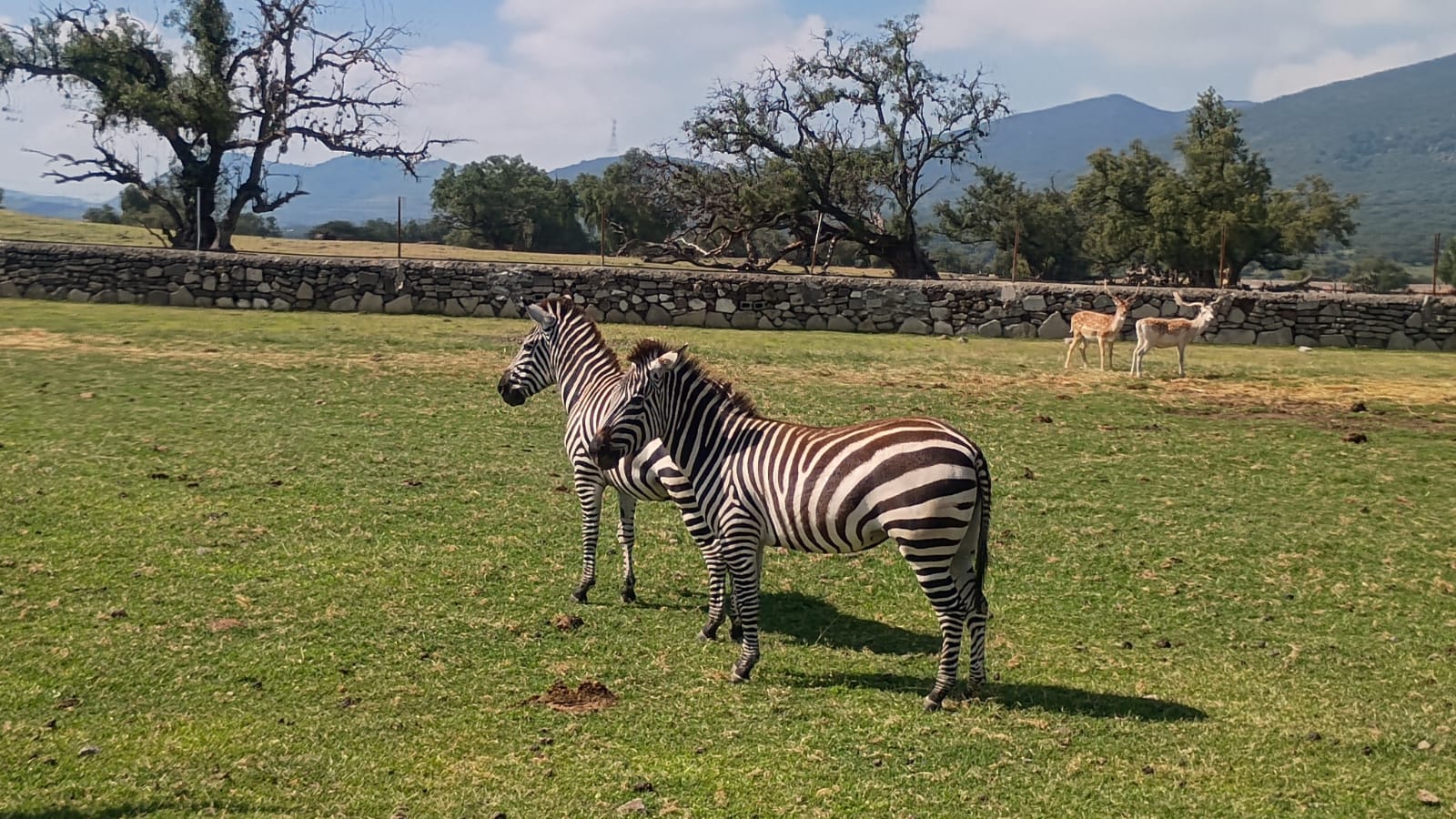 Fauna