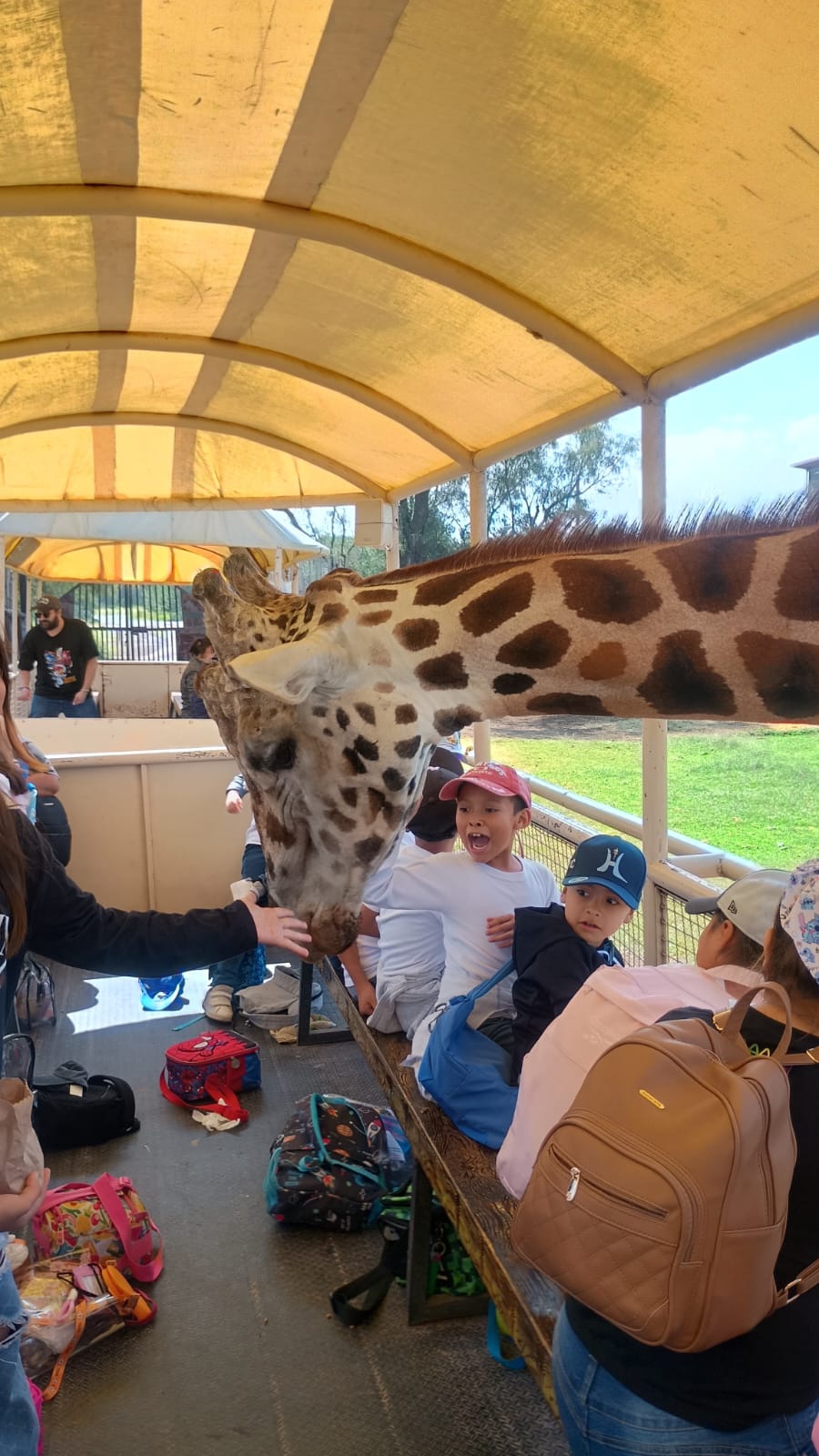 Safari